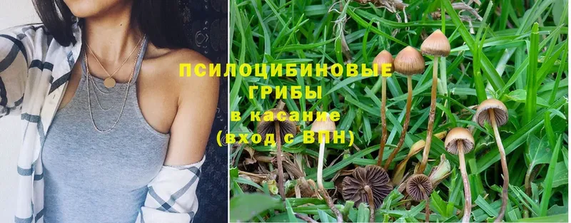 Псилоцибиновые грибы Magic Shrooms Прохладный